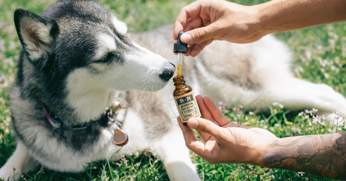découvrez les meilleurs suppléments pour soulager l'arthrite chez les chiens. améliorez le confort et la mobilité de votre compagnon à quatre pattes grâce à des solutions naturelles et efficaces.